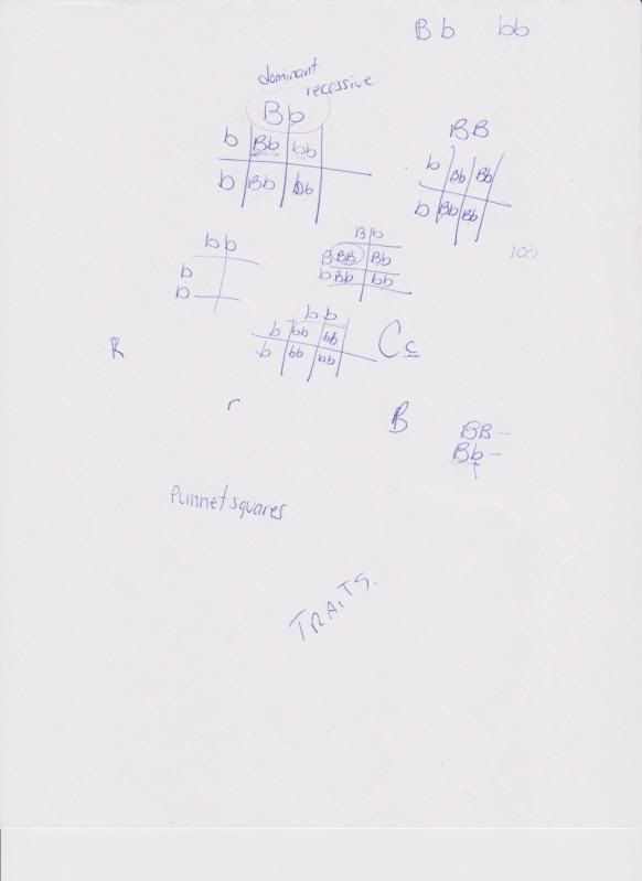 Punnet squares