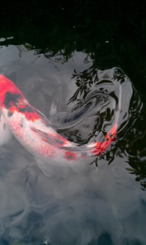 Koi Side