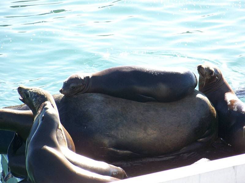 sea lion