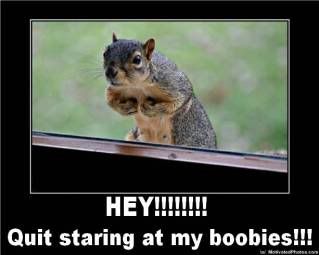 boobies squirrels