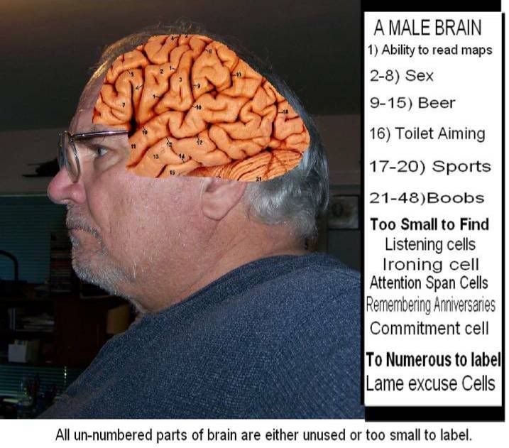 male brain