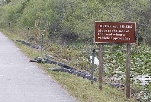 alligator buffet