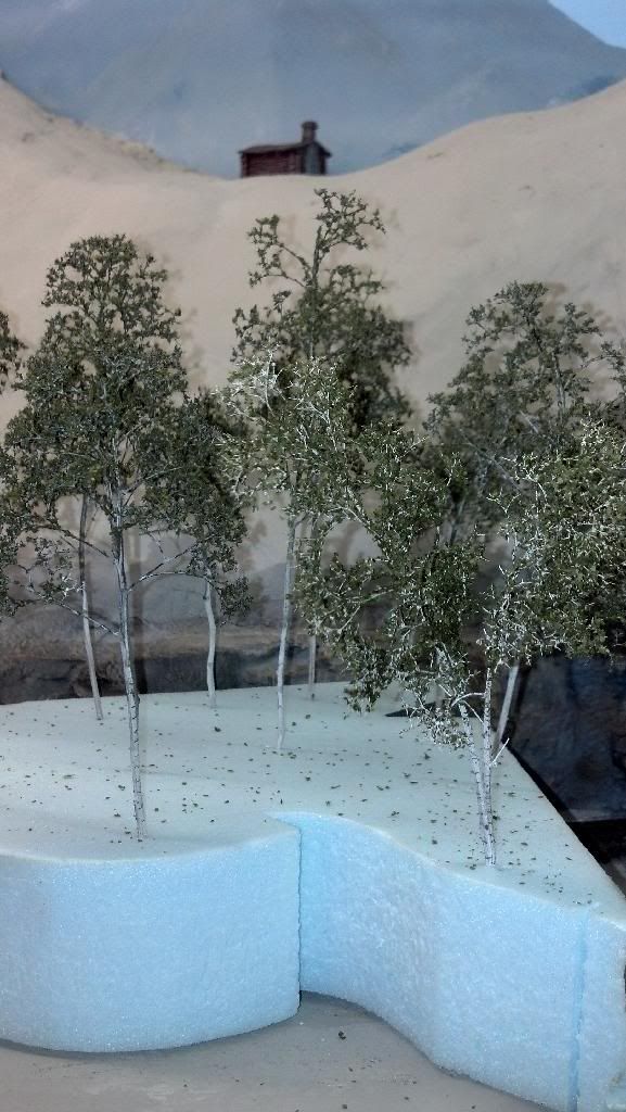 Aspen trees