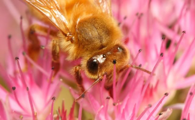 IMAGE: http://i98.photobucket.com/albums/l243/vkhadley/_MG_3674.jpg