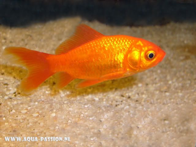 goudvis.jpg