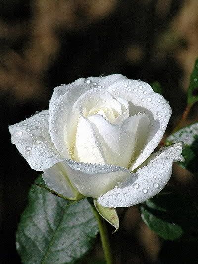 White Rose Pictures, Images and Photos