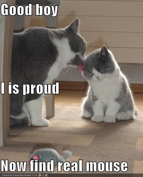 funny-pictures-proud-parent-cat-kit.jpg