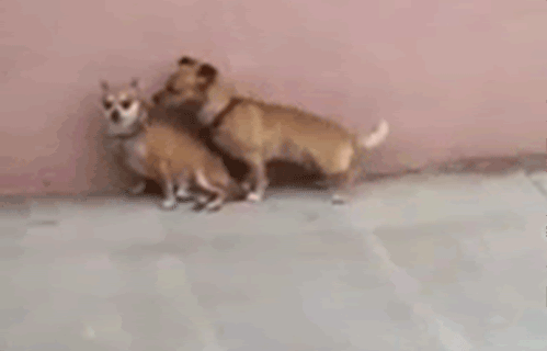 tumblr_lrmzrsNgbV1qfjjglo1_r1_500.gif