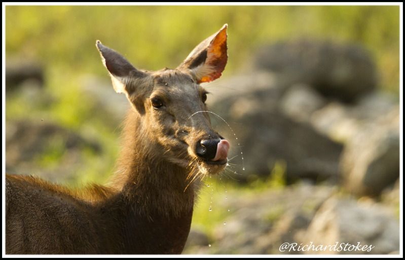 sambar_zpsc6821060.jpg