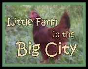 Little Farm in the Big City