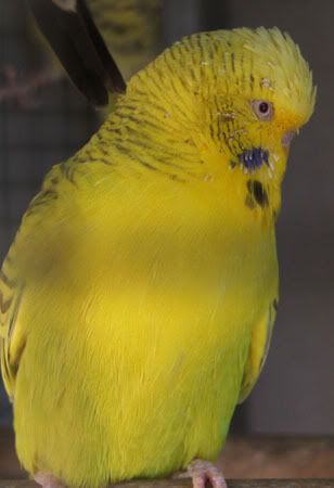 YY004.jpg