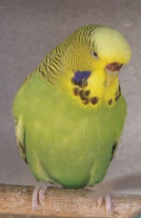 YY005.jpg