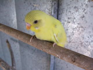 a355.jpg