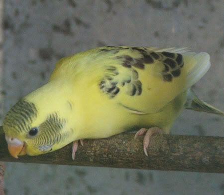 a450.jpg