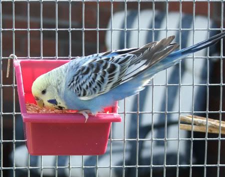 aviaries3094x.jpg