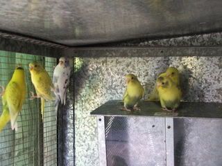 aviary005.jpg