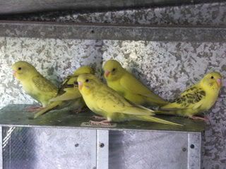 aviary007.jpg