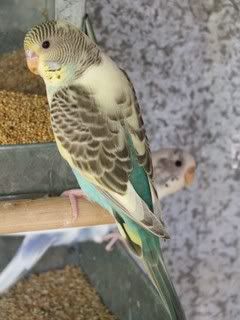 aviary008.jpg