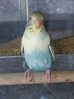 aviary010.jpg