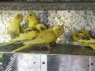 aviary011.jpg