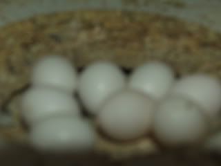 aviary021-1.jpg
