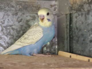 aviary021.jpg