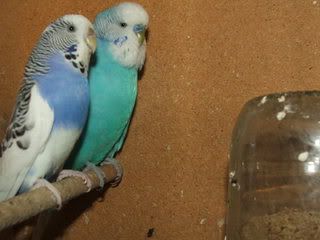 aviary033-1.jpg