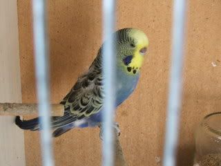 aviary041.jpg