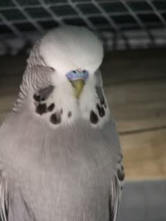 aviary070.jpg
