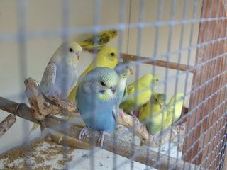 aviary077-1.jpg