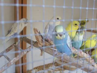 aviary078.jpg