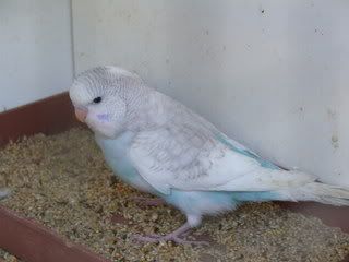 aviary079.jpg