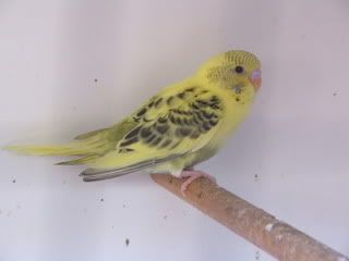 aviary080.jpg