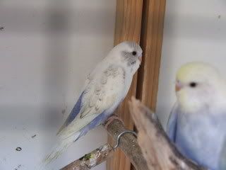 aviary082.jpg