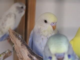 aviary083.jpg