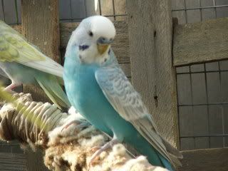 aviary086.jpg