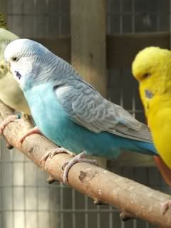 aviary088.jpg