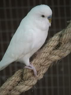 aviary092.jpg