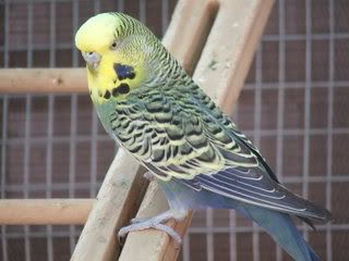 aviary093.jpg