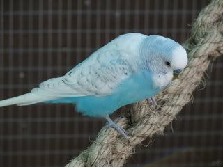 aviary100.jpg