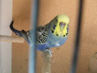aviary120.jpg