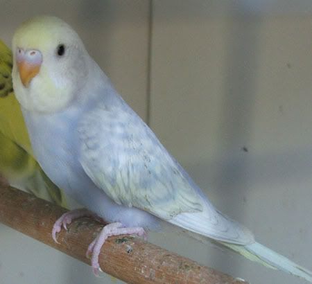 aviary130-1.jpg