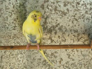 birds4067.jpg