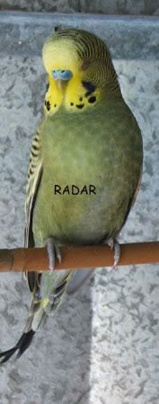 radar2.jpg