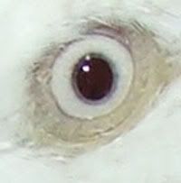 xxxeye.jpg