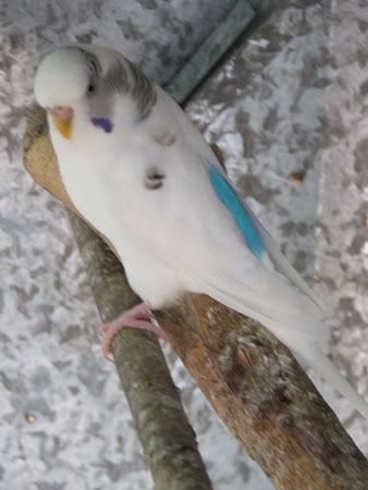 xz009x.jpg