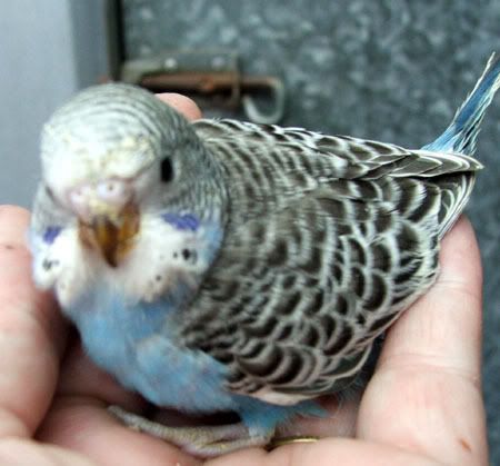 xz251x.jpg