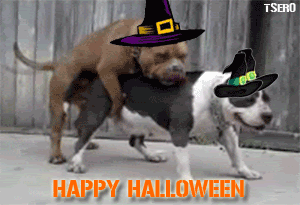 Halloween Dogs Pictures, Images and Photos