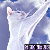 Snowfur Avatar
