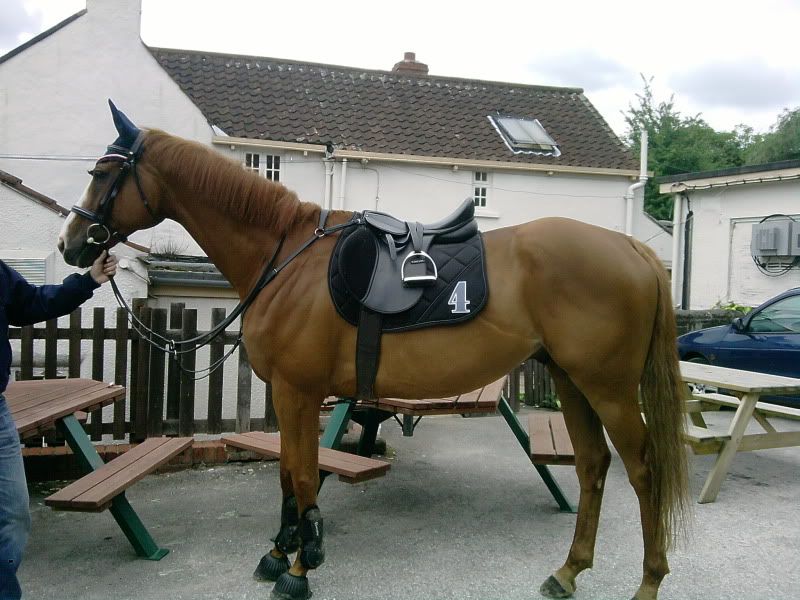 what colour tack on a chestnut..?